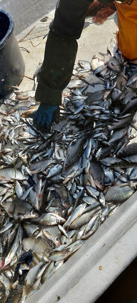 Vesistöjä kunnostetaan hoitokalastuksen avulla Itä-Suomessa